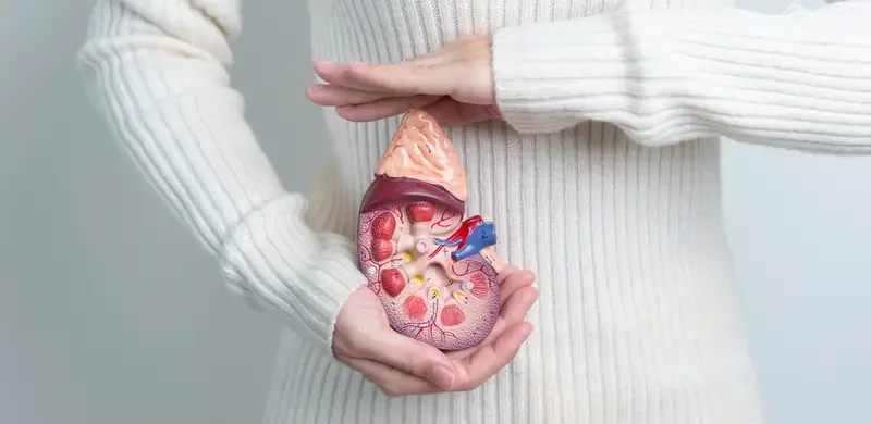 Ruke drže anatomski model bubrega