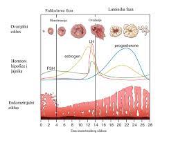 Shema menstrualnog ciklusa: ovarijski ciklus, hormoni FSH, LH, estrogen i progesteron te endometrij po danima od 0 do 28